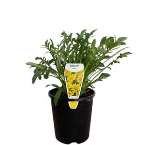 140mm Gazania New Day Yellow - Gazania