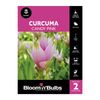 Bloomin Bulbs Curcuma Candy Pink - 2 Pack