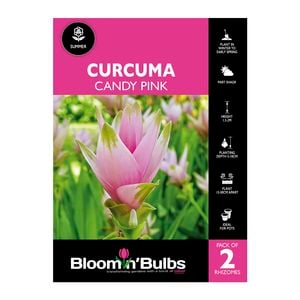 Bloomin Bulbs Curcuma Candy Pink - 2 Pack