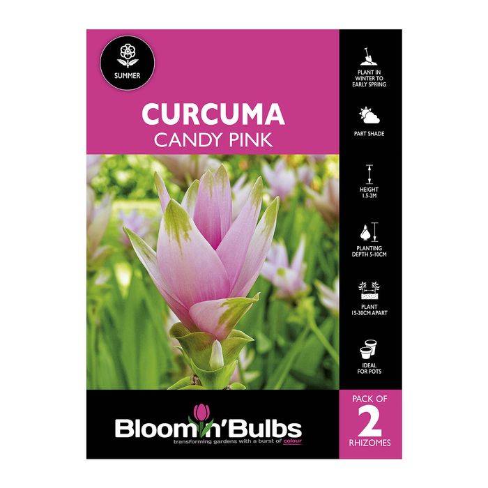 Bloomin Bulbs Curcuma Candy Pink - 2 Pack
