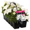 10 Cell Petunia White - Petunia x hybrida