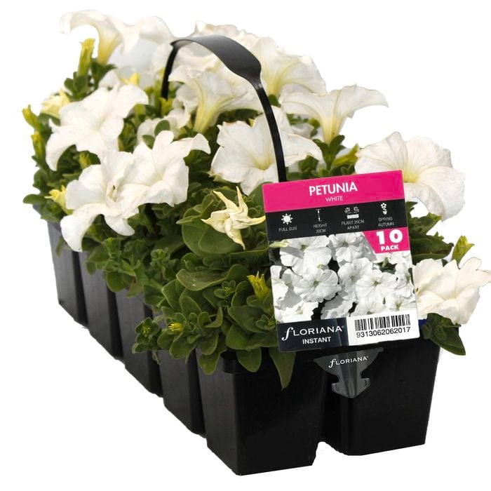 10 Cell Petunia White - Petunia x hybrida