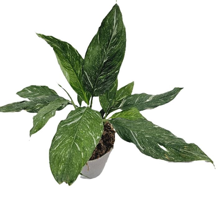 125mm Jet Diamond - Spathiphyllum floribundum
