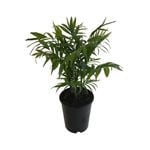 3.3L Parlour Palm - Chamaedorea elegans
