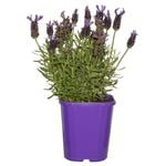 140mm  Lavender Javelin - Lavandula species