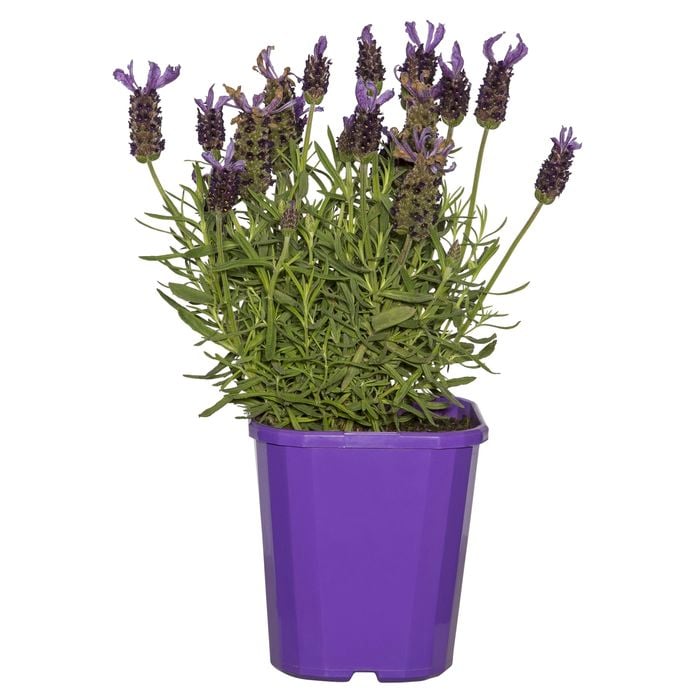 140mm  Lavender Javelin - Lavandula species