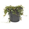 120mm String of Turtles - Peperomia prostrata 