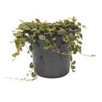 120mm String of Turtles - Peperomia prostrata 