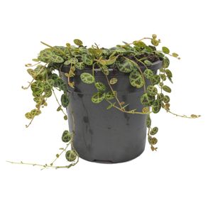 120mm String of Turtles - Peperomia prostrata 