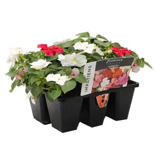 Fusion Flowers 6 Cell Impatiens Mix