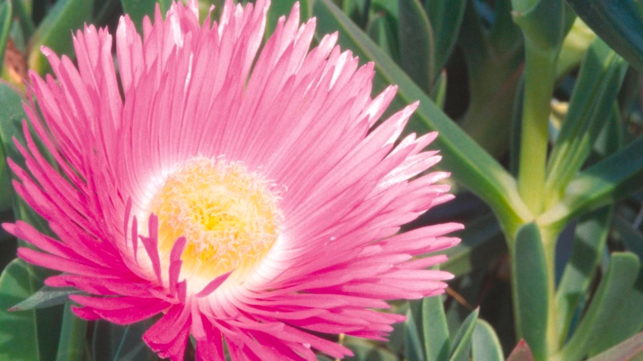 Pigface flower.