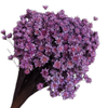 Blooms of Joy 50cm Lavender Springstar Flowers