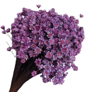 Blooms of Joy 50cm Lavender Springstar Flowers