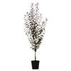 250mm Flowering Cherry Plum - Prunus spp Oakville Crimson Spire