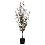 250mm Flowering Cherry Plum - Prunus spp Oakville Crimson Spire