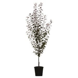 250mm Flowering Cherry Plum - Prunus spp Oakville Crimson Spire