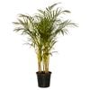 250mm Golden Cane Palm - Dypsis lutescens