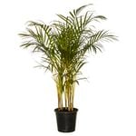 250mm Golden Cane Palm - Dypsis lutescens