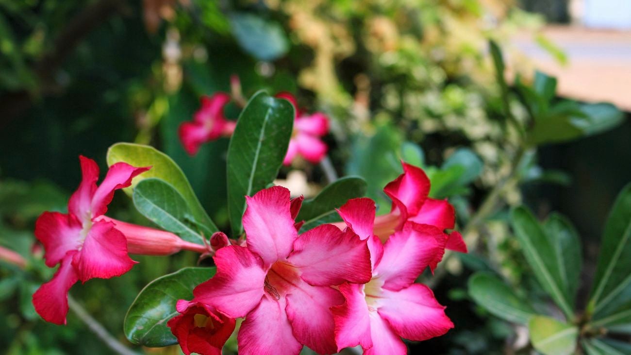 Deep pink desert rose close up.