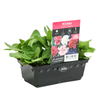 Punnet Petunia Double Victorious - Petunia hybrida