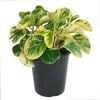 180mm Radiator Plant - Peperomia magnoliifolia Variegata