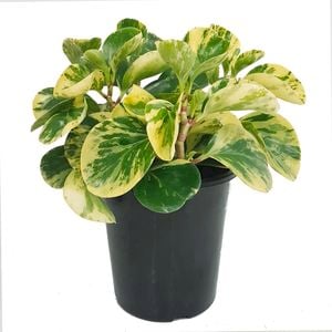 180mm Radiator Plant - Peperomia magnoliifolia Variegata