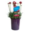 140mm Armeria Happy Dreams DREAMERIA - Armeria peudarmeri