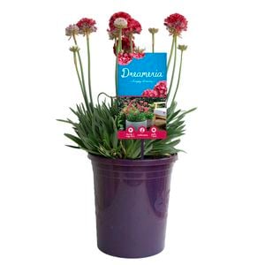 140mm Armeria Happy Dreams DREAMERIA - Armeria peudarmeri