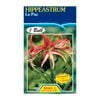 60mm Hippeastrum La Paz - Amaryllis