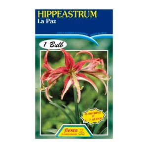 60mm Hippeastrum La Paz - Amaryllis