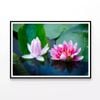 Flowers Blooming On a Lily Pad  Print 100% Australian Made 90x60cm  (Poster)