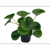 1.5L Tractor Seat Plant - Ligularia reniformis
