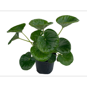 1.5L Tractor Seat Plant - Ligularia reniformis