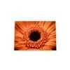 Galrie Stunning Close-Up of a Red Flower - Fine Art Photography, White Frame, 50 x 70cm (20 x 28inch)