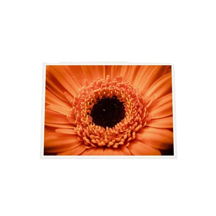 Galrie Stunning Close-Up of a Red Flower - Fine Art Photography, White Frame, 50 x 70cm (20 x 28inch)