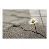 Floral Crack in Asphalt  Print 100% Australian Made 150 x 100cm  (Acrylic)