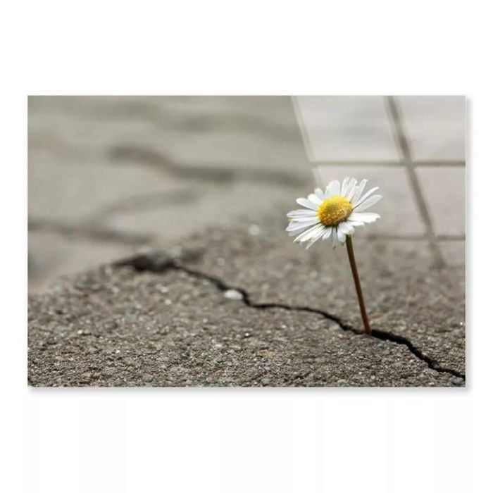 Floral Crack in Asphalt  Print 100% Australian Made 150 x 100cm  (Acrylic)