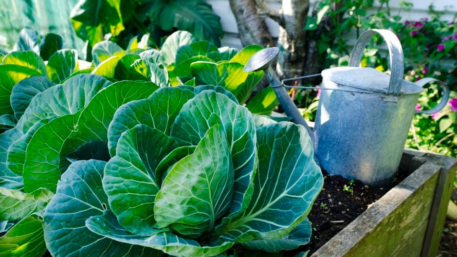 Cabbage ‘Sugar Sweet’ is an early maturing, variety with superior disease resistance. 