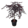 30L Weeping Japanese Maple - Acer palmatum Dissectum Tamukeyama