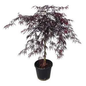 30L Weeping Japanese Maple - Acer palmatum Dissectum Tamukeyama