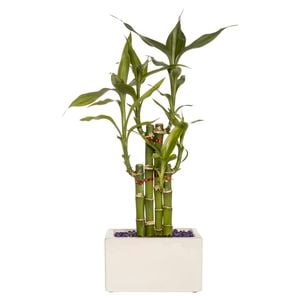 Lucky Bamboo Size E - Dracaena sanderiana