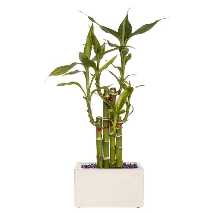 Lucky Bamboo Size E - Dracaena sanderiana
