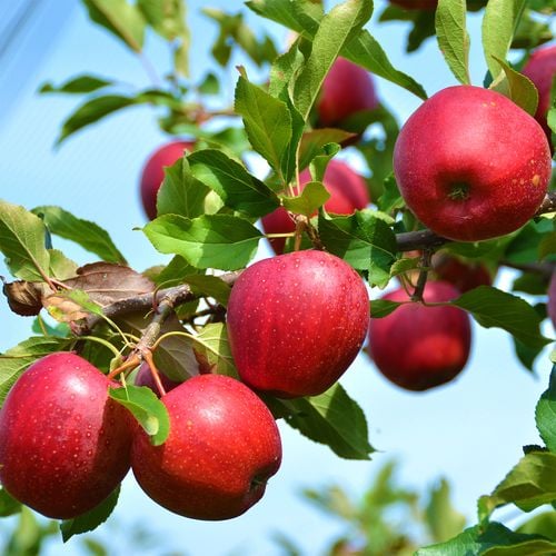 Apples hanging from a branch