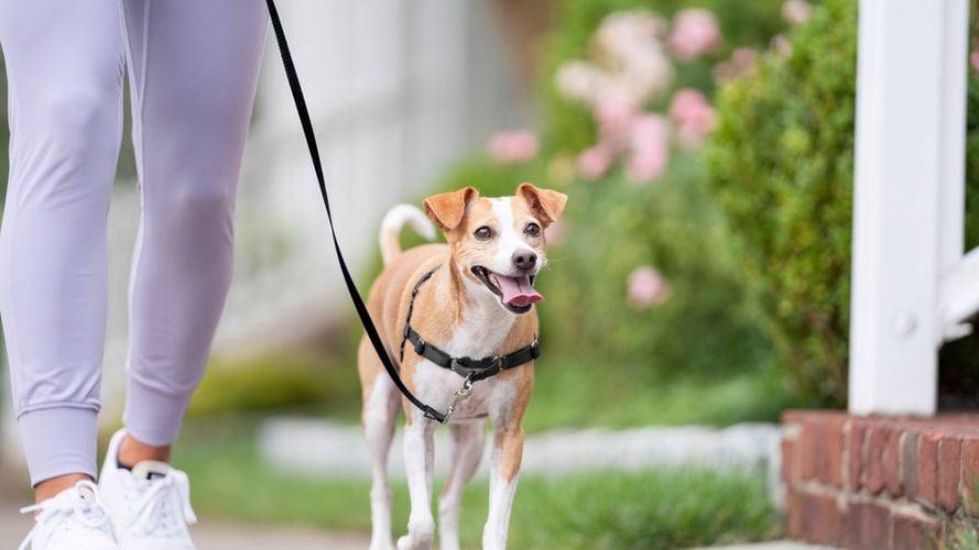 Petsafe- Carousel 13- Brand page