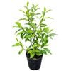 3.3L Port Wine Magnolia - Michelia Figo