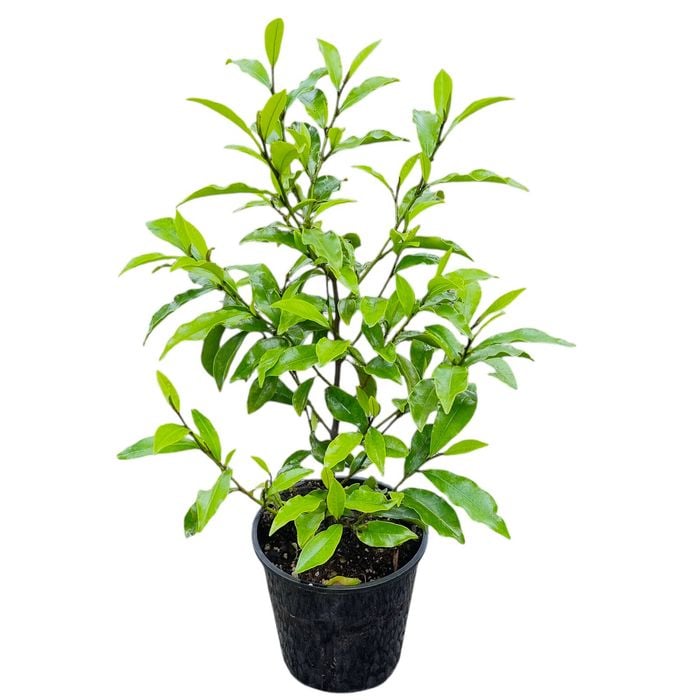 3.3L Port Wine Magnolia - Michelia Figo