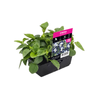 Punnet Torenia Blue & White - Torenia fournieri
