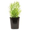 140mm Super French Lavender - Lavandula dentata