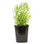 140mm Super French Lavender - Lavandula dentata