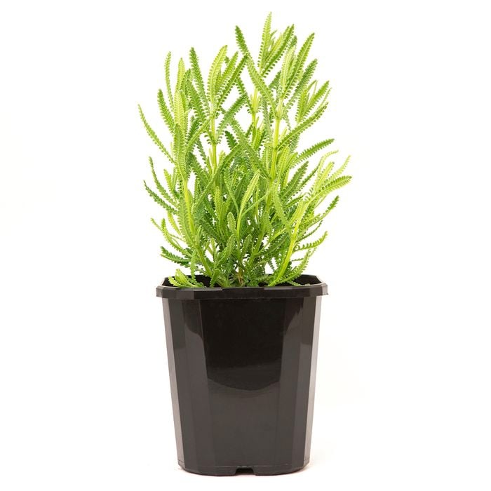 140mm Super French Lavender - Lavandula dentata
